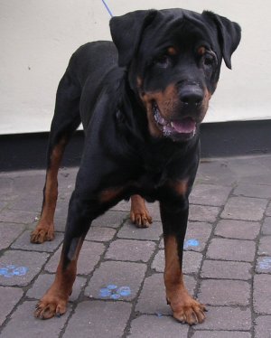 Julian the handsome and gentle Rotti