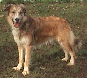 buddy collie
