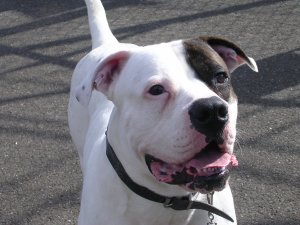 American Bulldog