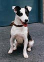 black and white JRT