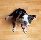 Balck and white staffie - owner: James the rehomer