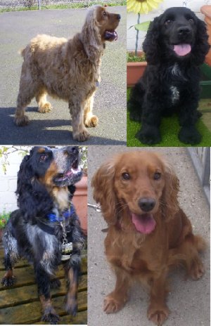 Various Cocker Spaniels