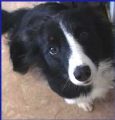 Zippy - a collie. Zippy is looking up into the camera