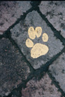 a painted paw print in the yard at Battersea Dogs Home in London