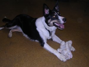 calling all collie friends....