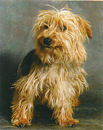 Hearing Dog of the Month - May 2003
