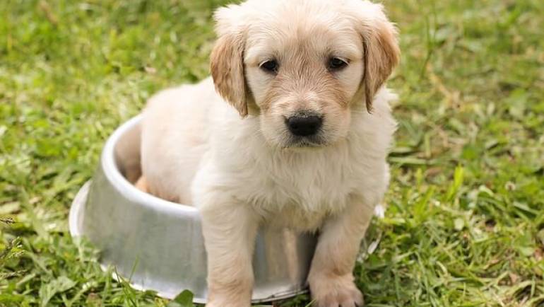 So bekommst du deinen Hund stubenrein